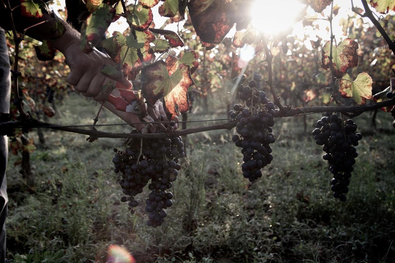 I Cacciagalli Wine Resort Teano Dış mekan fotoğraf